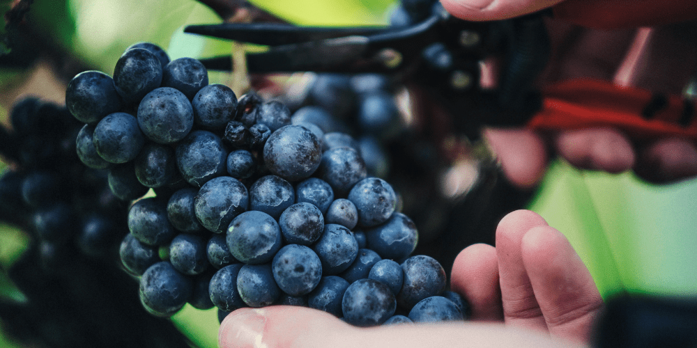 Ridgeview Pinot Grapes