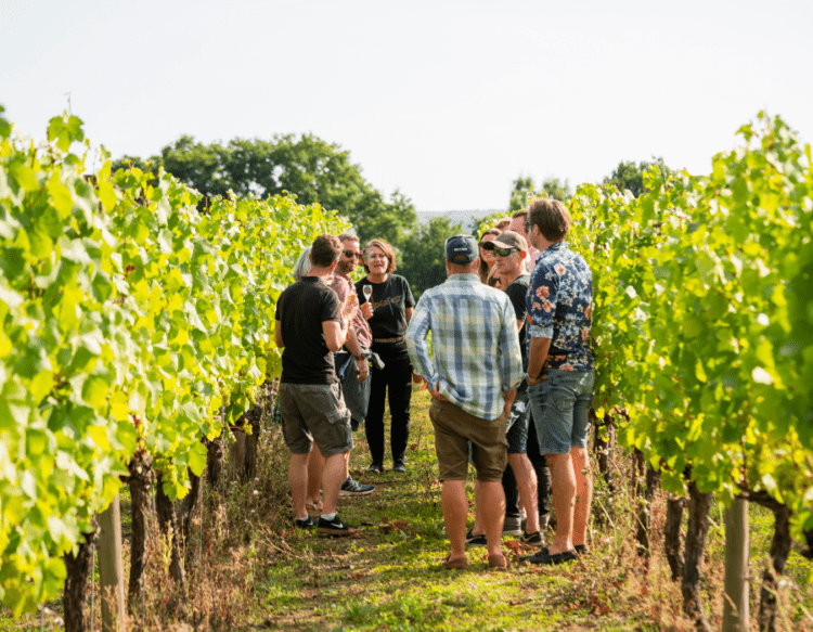 Ridgeview Wine Estate, Vineyard Tours and Wine Tasting in Sussex