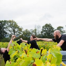 Harvest 2021 Ridgeview Wine Estate English sparkling wine Sussex England