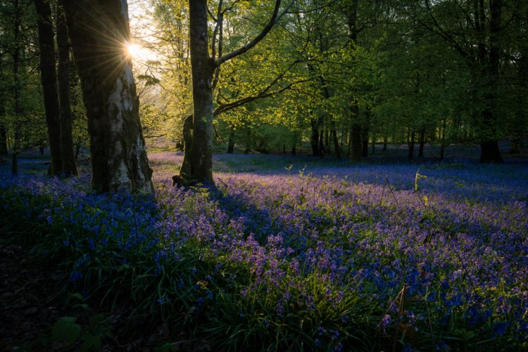 Ridgeview Wine Estate, Bluebells in the woodland