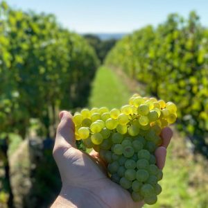 Ridgeview Wine Estate English sparkling wine Sussex England