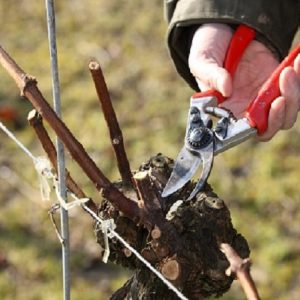 Pruning the vines at Ridgeview Wine Estate English sparkling wine Sussex England