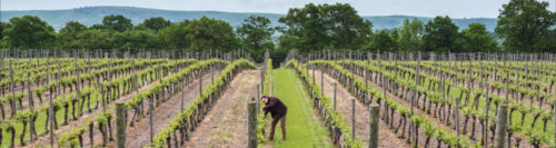 Ridgeview Wine Estate vineyards