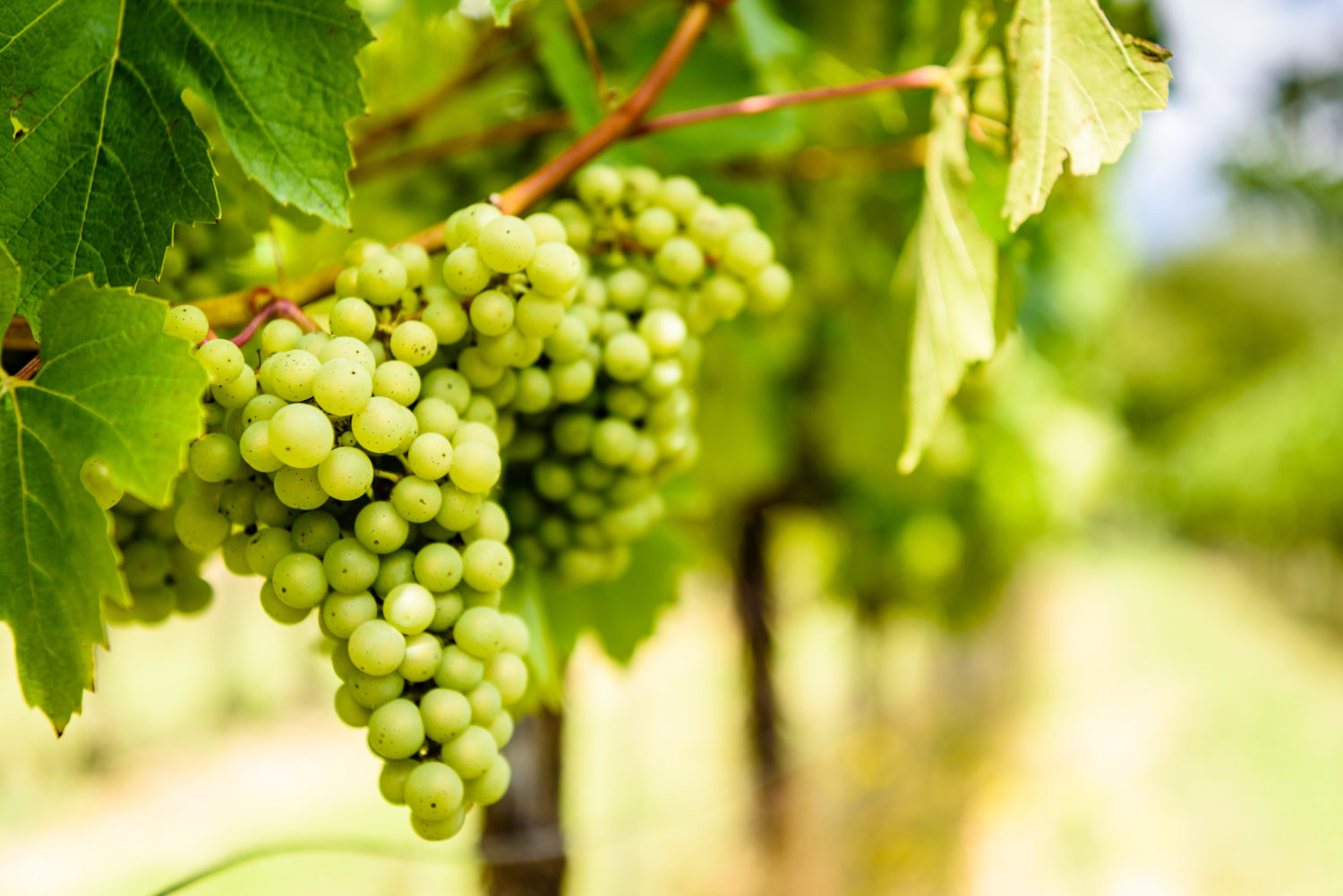 Ridgeview Wine Estate English sparkling wine Sussex England