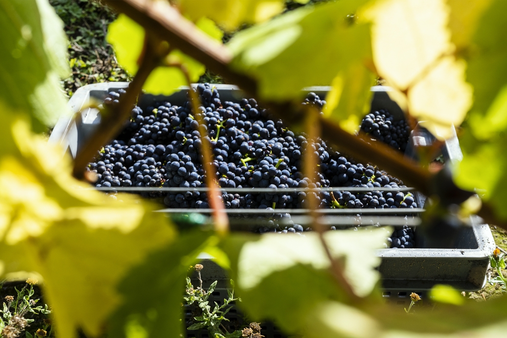 Ridgeview Wine Estate English sparkling wine Sussex England