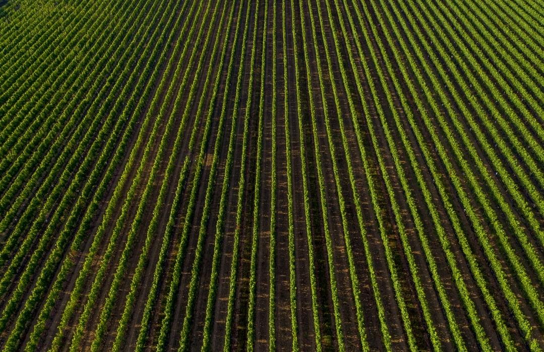 The vines at Ridgeview Wine Estate English sparkling wine Sussex England