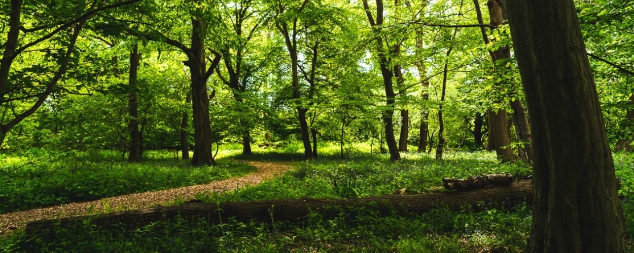 Ridgeview Wine Estate English sparkling wine Sussex England