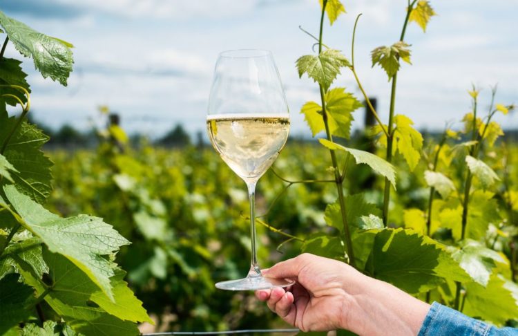 Ridgeview Wine Estate English award-winning English sparkling wine Sussex England