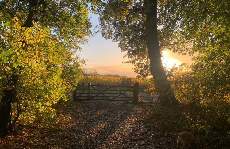 Ridgeview Wine Estate English sparkling wine Sussex England
