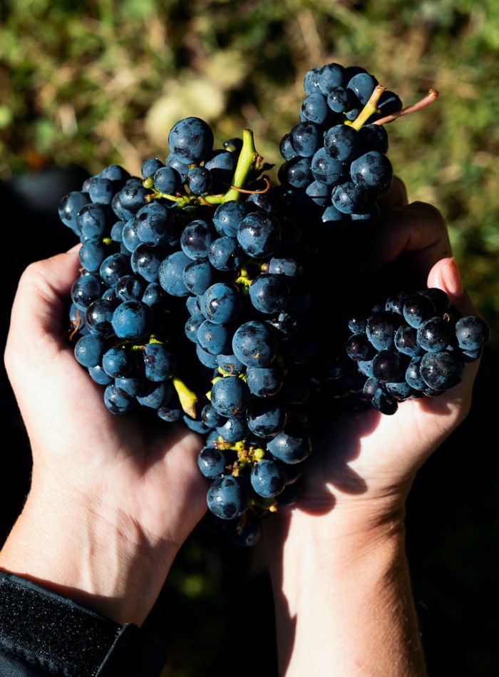 Ridgeview Wine Estate English sparkling wine Sussex England