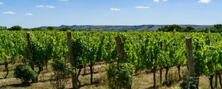 Ridgeview Wine Estate B Corp