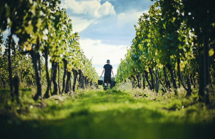 Ridgeview Wine Estate Tour and Tasting English Sparkling Wine