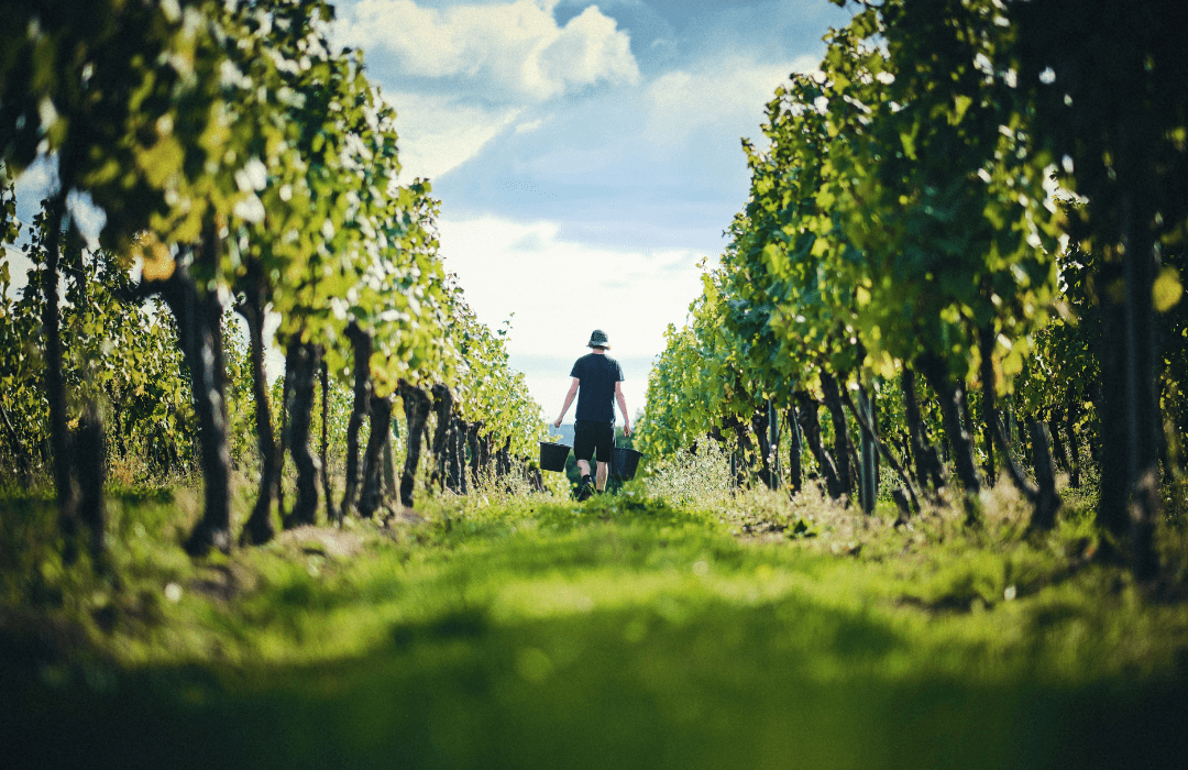 Ridgeview Wine Estate Tour and Tasting English Sparkling Wine