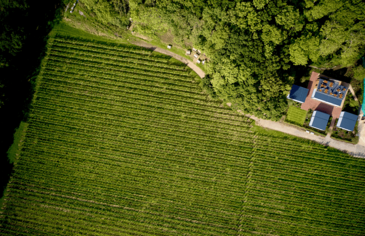 Ridgeview Wine Estate