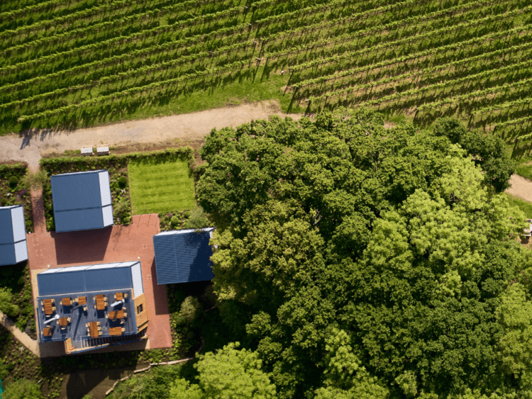 The Rows & Vine from above
