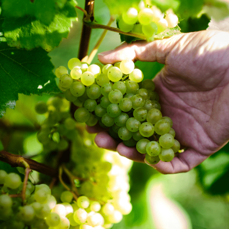 Ridgeview Wine Estate, English Sparkling Wine, Chardonnay Grapes