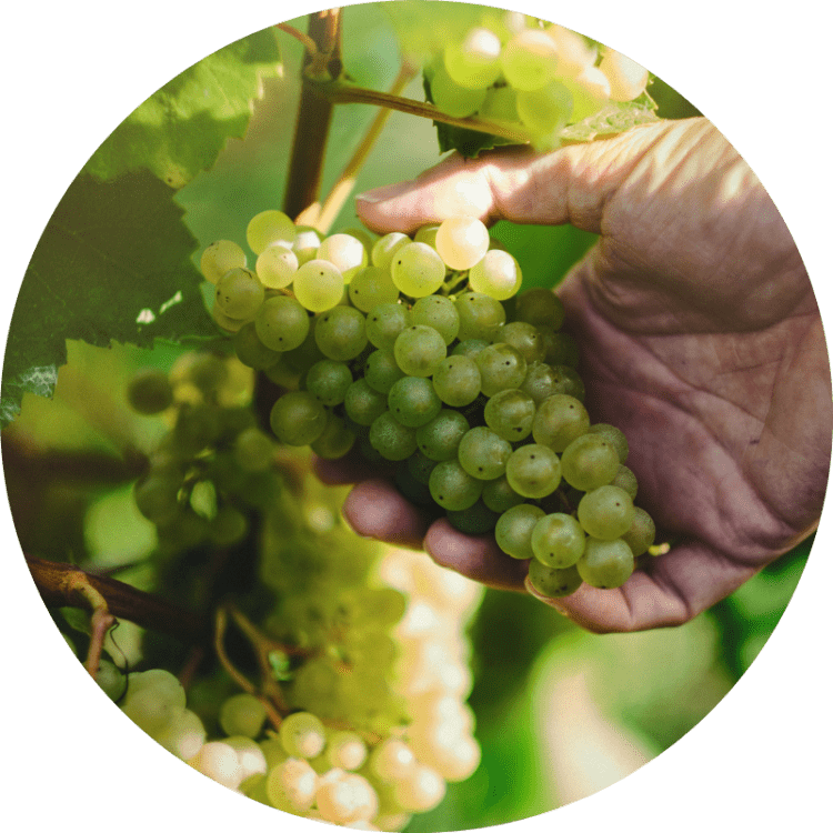 Ridgeview Wine Estate English Sparkling Wine