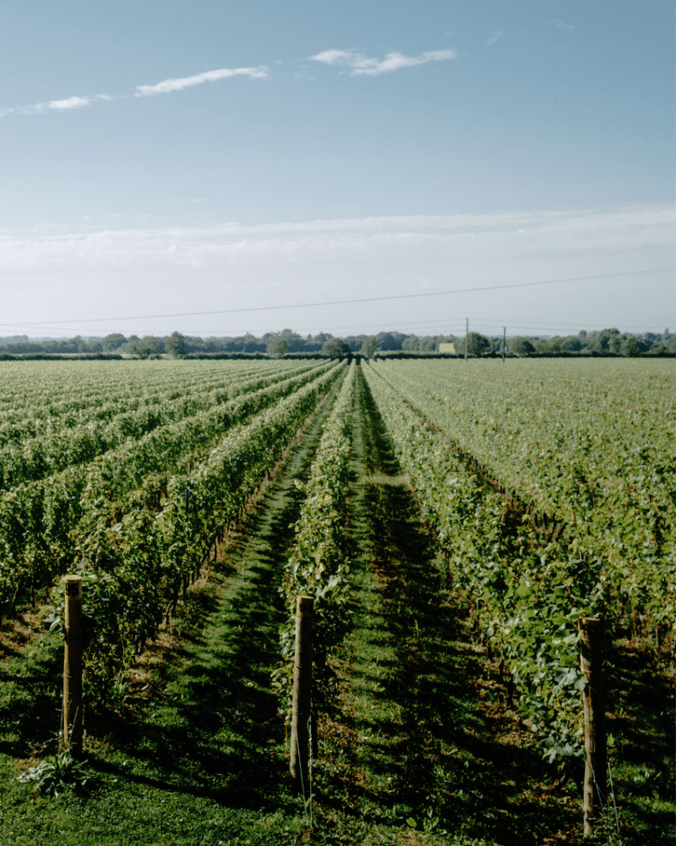 Tinwood Wine Estate Vineyard