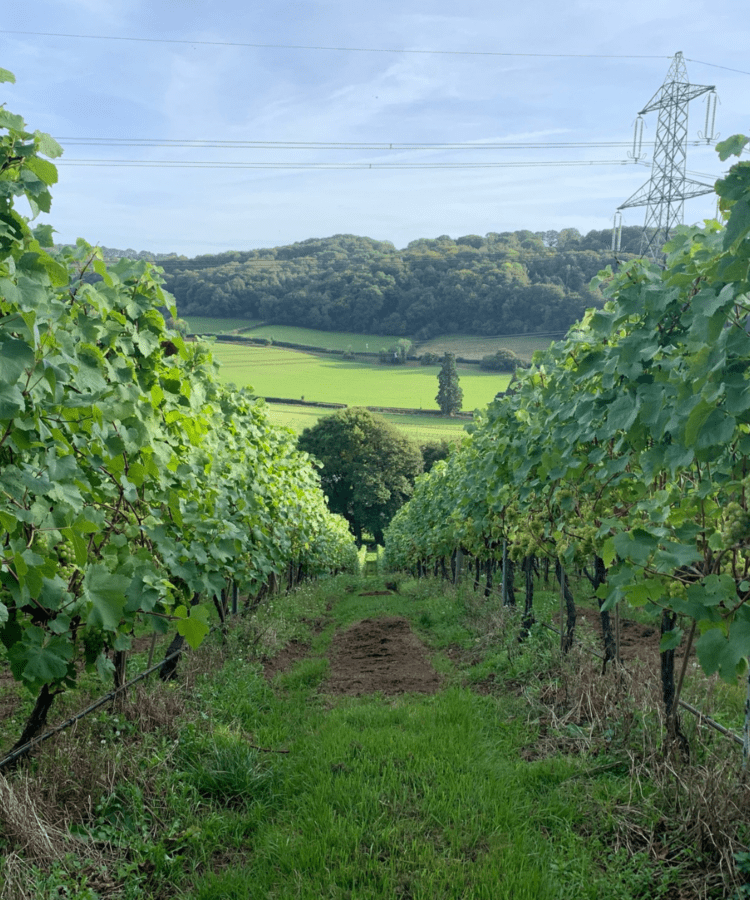 The vines at Castle Brook Vineyard