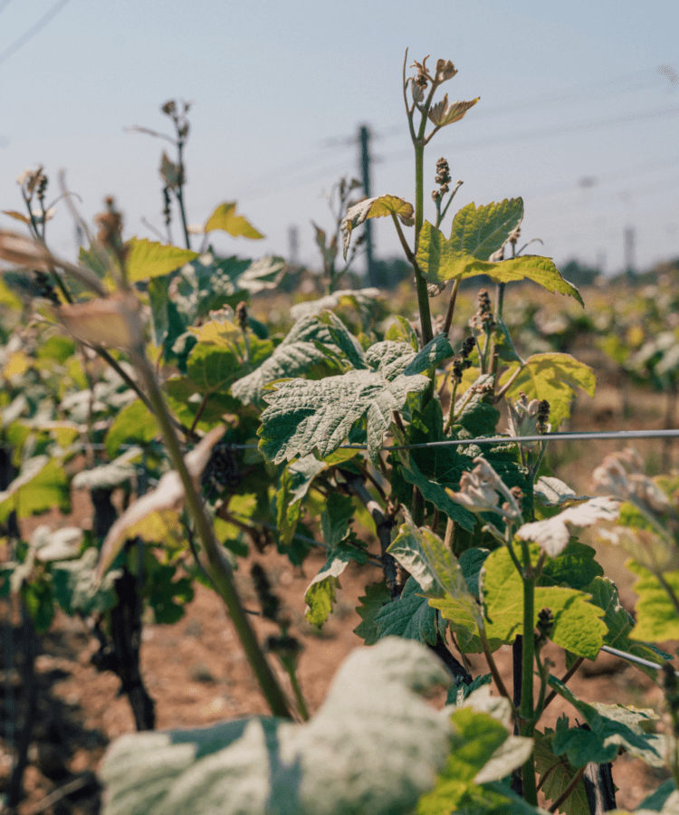 Burnt House Vineyard