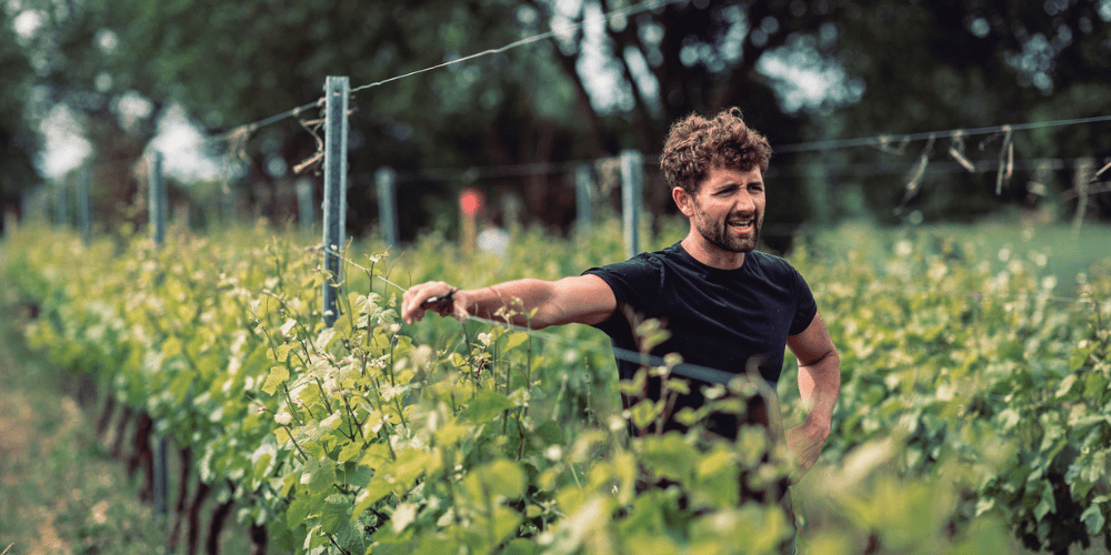 Tinwood Estate Vineyard