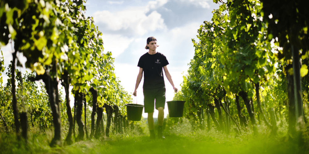 Ridgeview Wine Estate in Sussex at Harvest