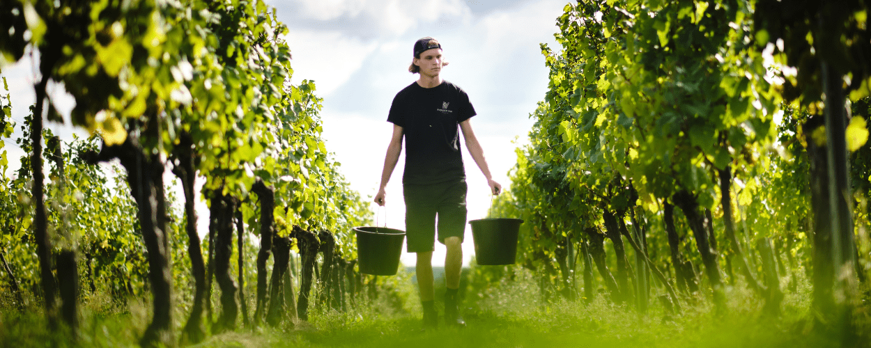 Ridgeview English Sparkling Wine, Chardonnay Vineyard at Harvest