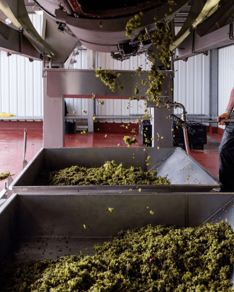 Grapes in the press