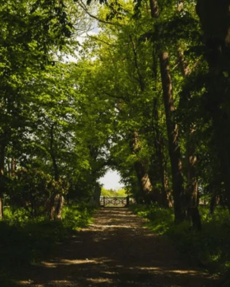 Ridgeview Wine Estate, Sussex Woodland